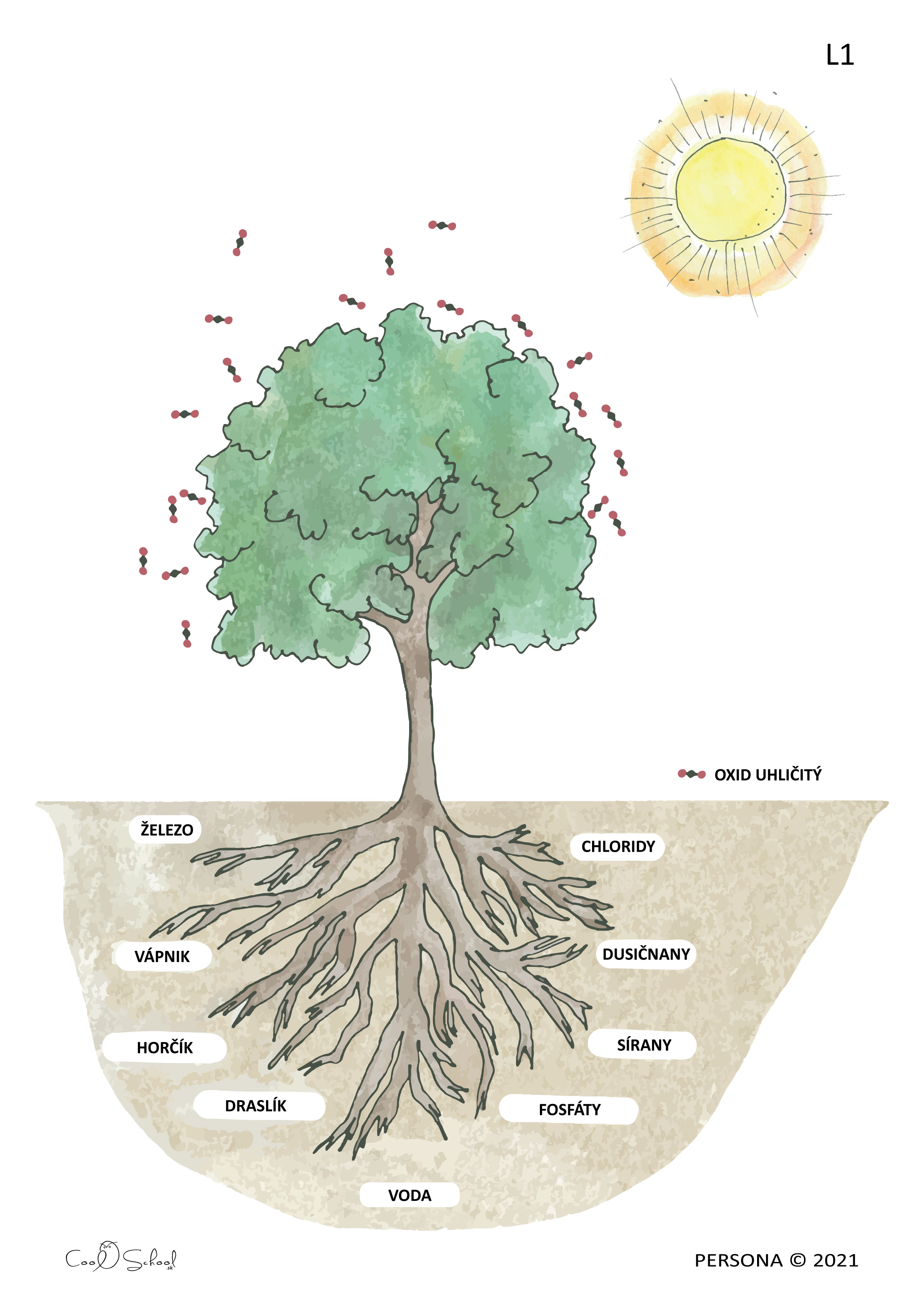 The Needs of Plant / The Tree Absorbs Minerals Through Its Roots