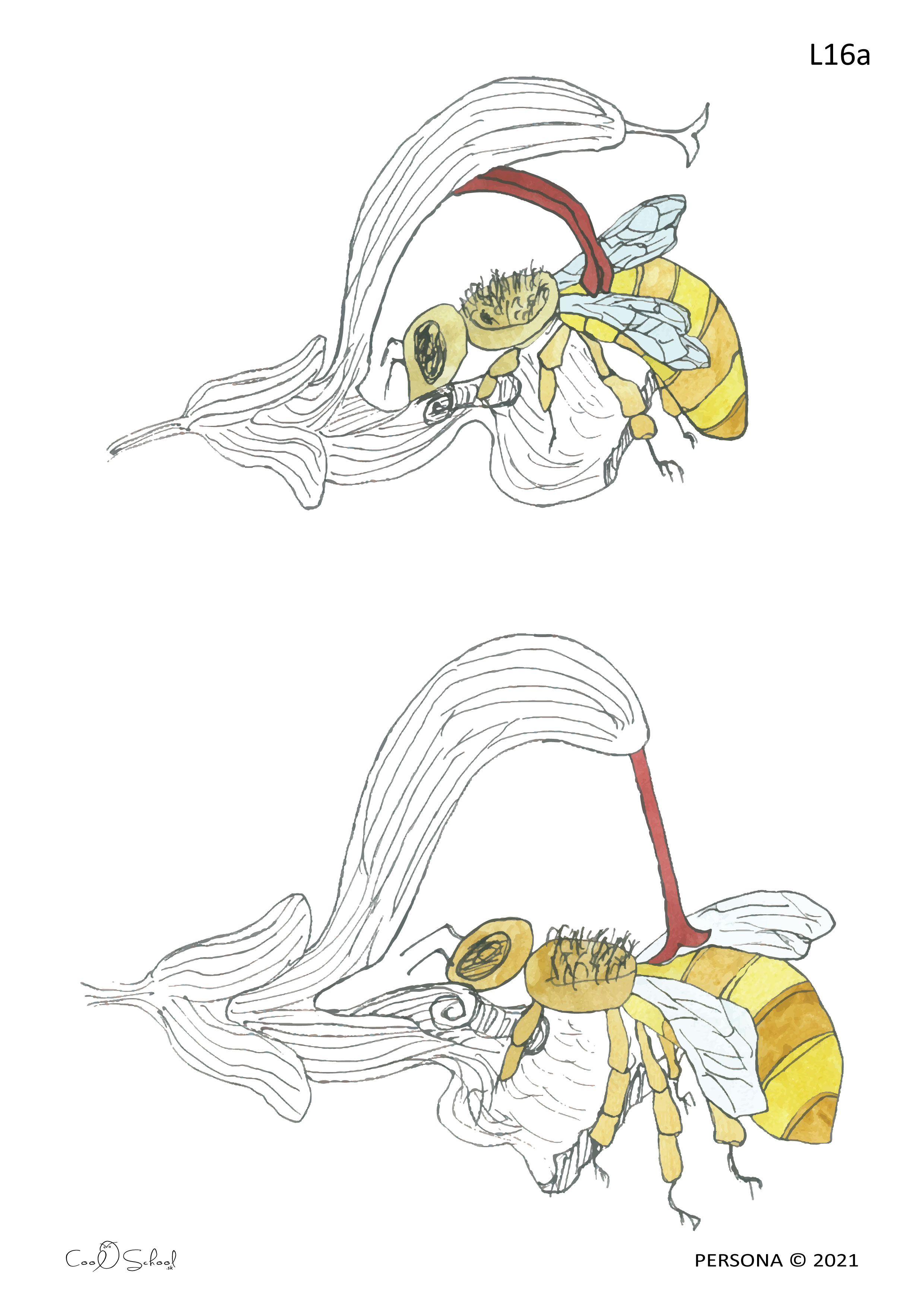 Bee Sucking Nectar / Pollination