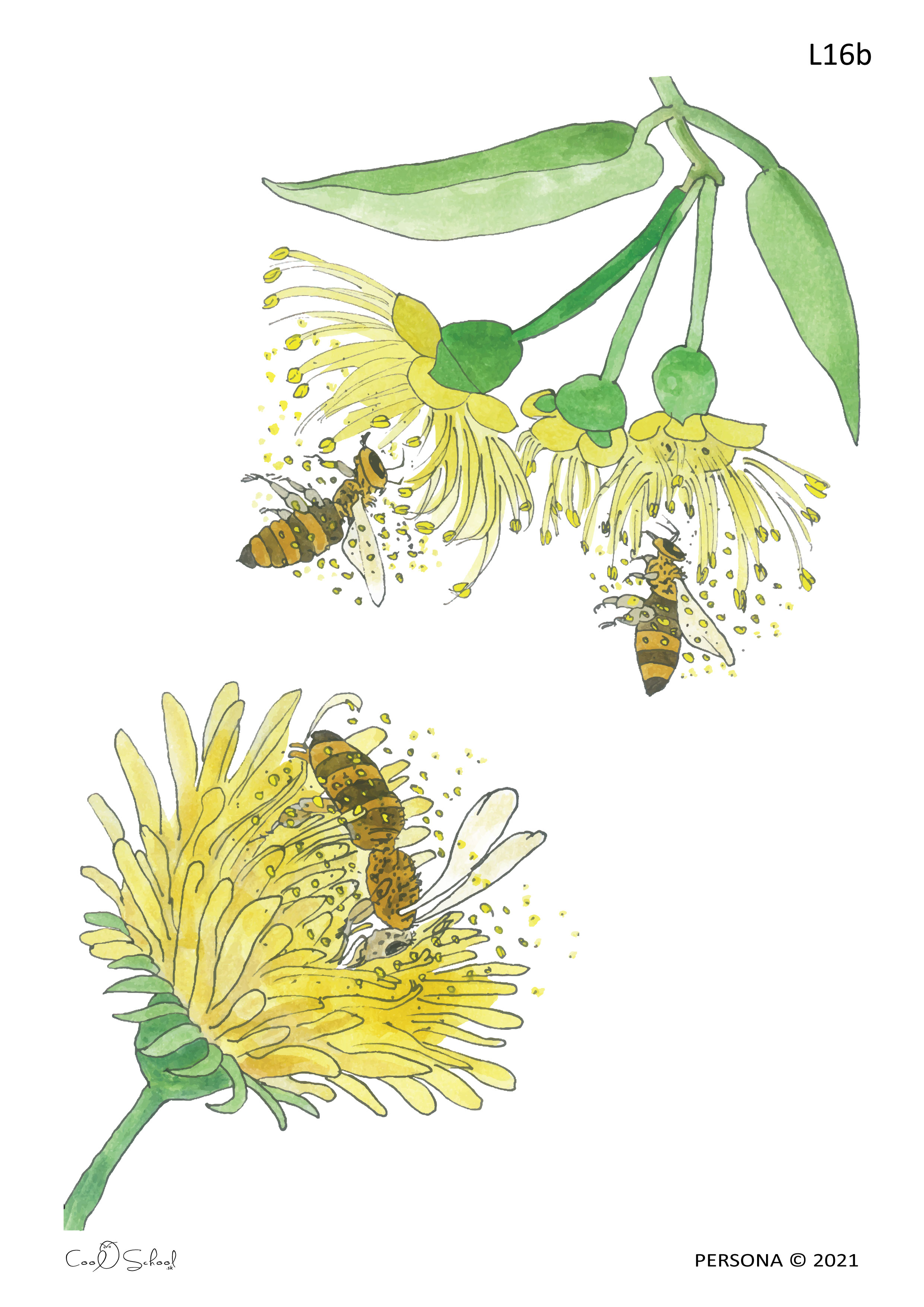Bee Sucking Nectar / Pollination