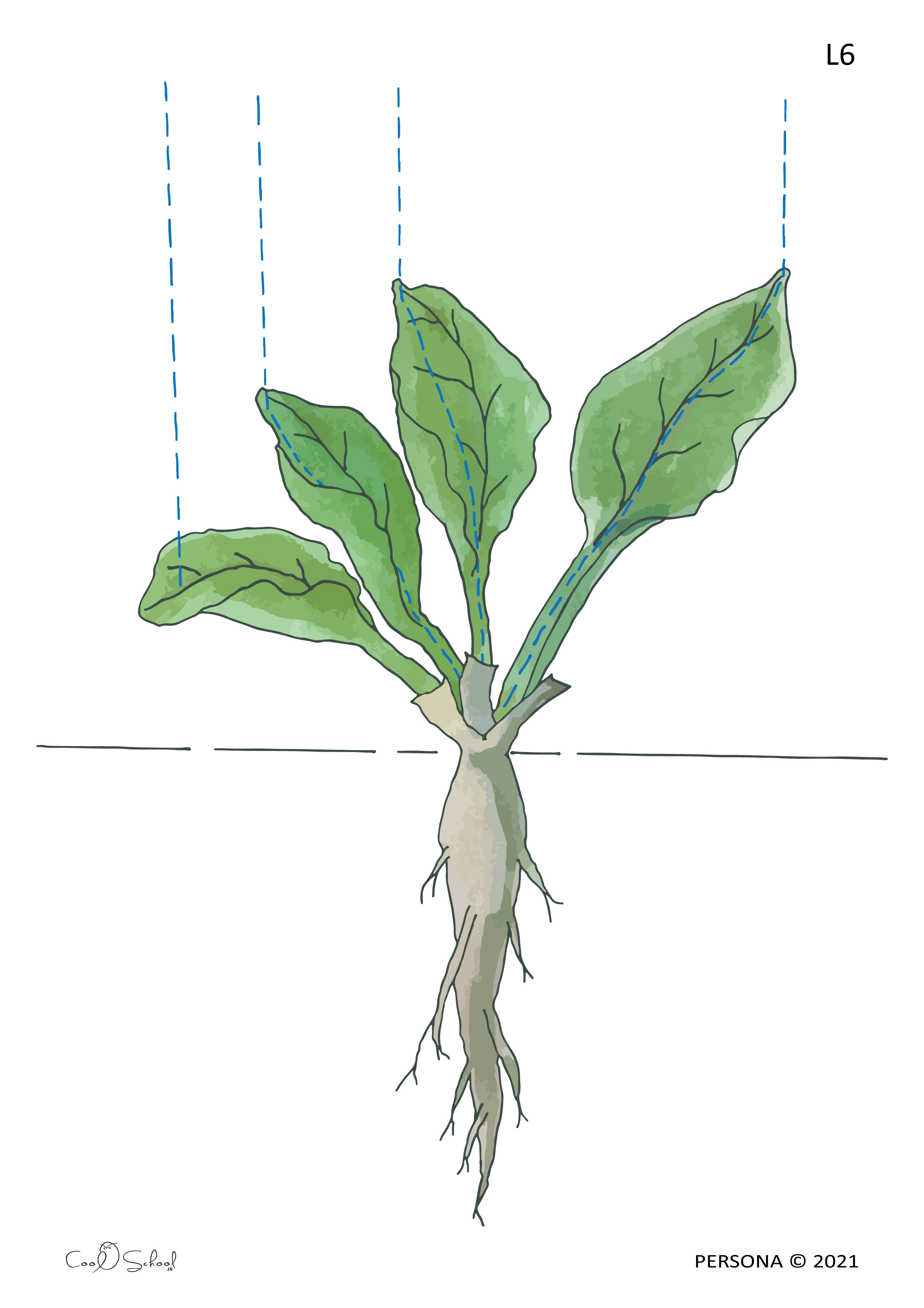 Leaves and roots work together / The Width of the Root